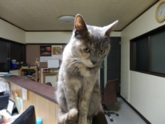 全塗装の流れ15